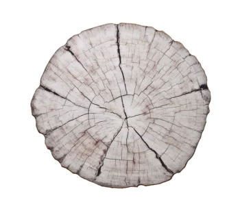 Kim Seybert Birch Placemat - Set of 4