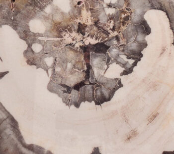 Kim Seybert Petrified Wood Coasters - Set of 4 - Image 2