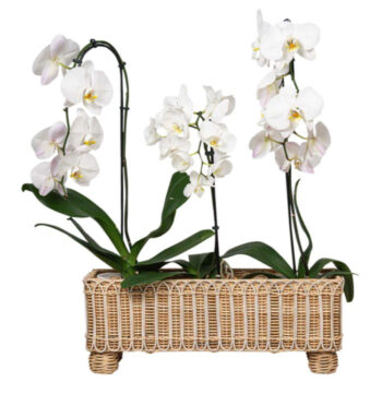 Juliska Provence Rattan Rectangular Planter - Whitewash - Image 2